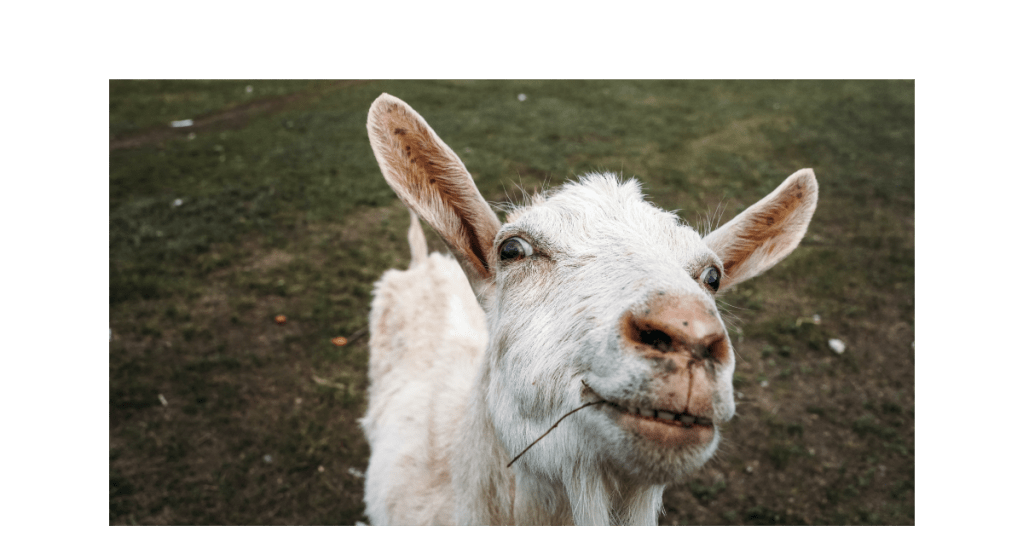 21 foi o feriado do&nbsp;bode!